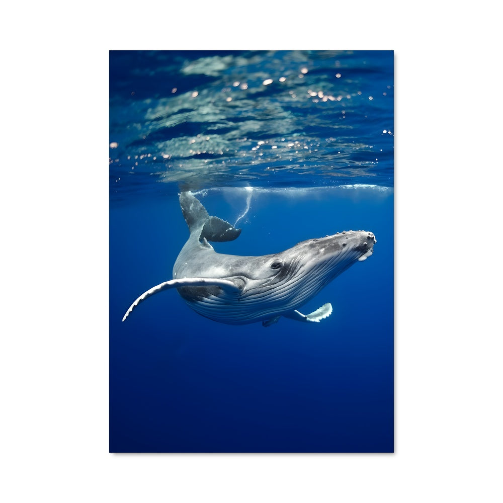 Poster Humpback whale 83757