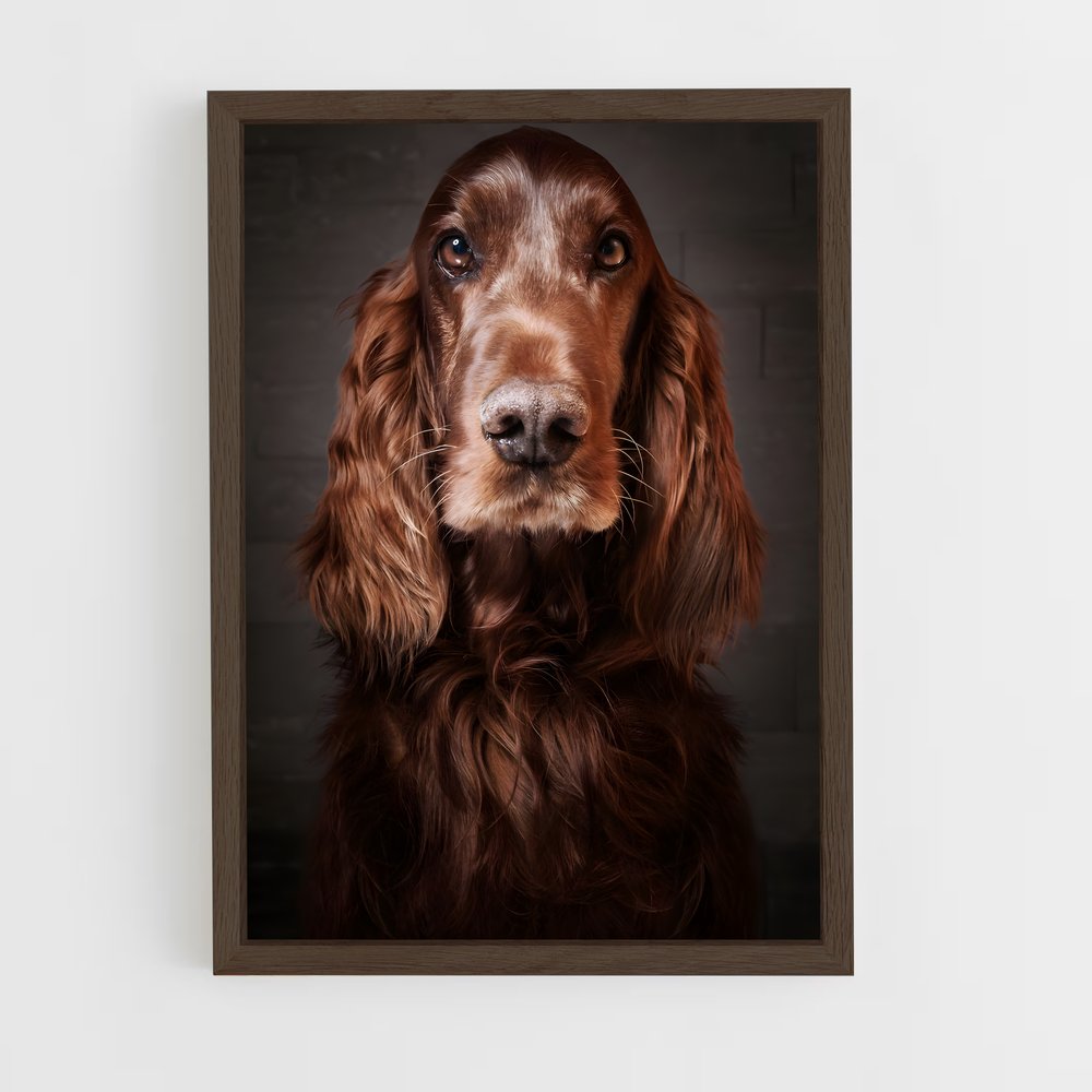 ap-irish setter-6 cadre Bois foncé