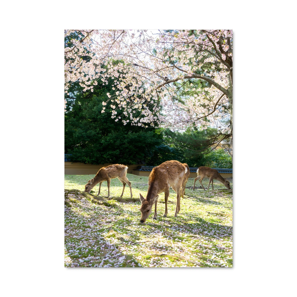 Poster Cerfs et Chêne