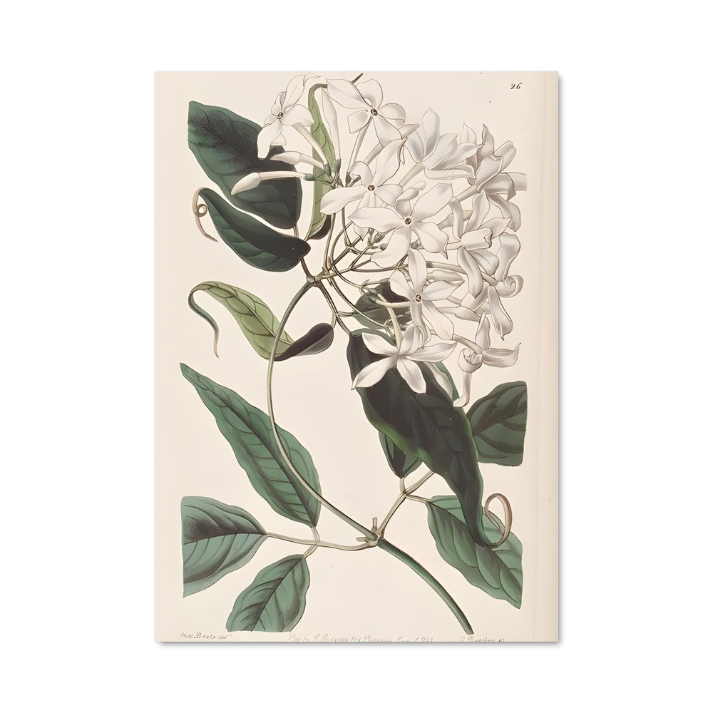 Poster Jasmine 96624