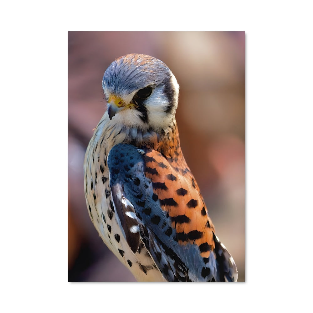 Poster Kestrel Majestueux