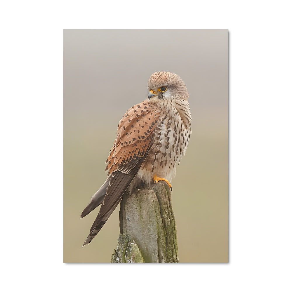 Poster Kestrel en Garde