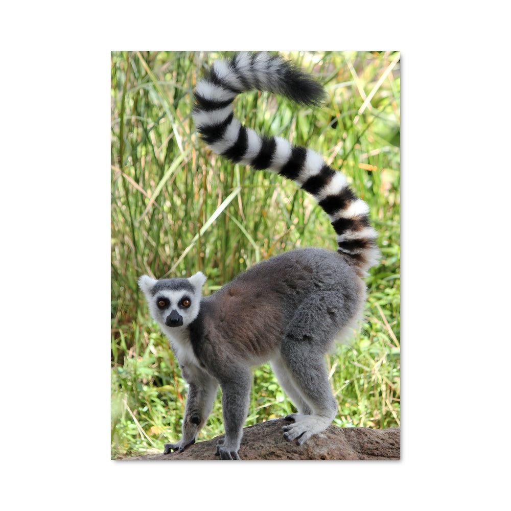 Poster Lemurian Vibes