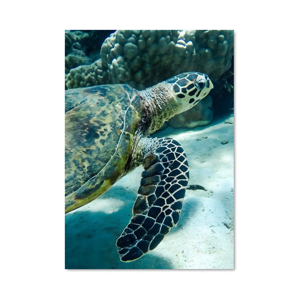 Poster La Danse de la Tortue