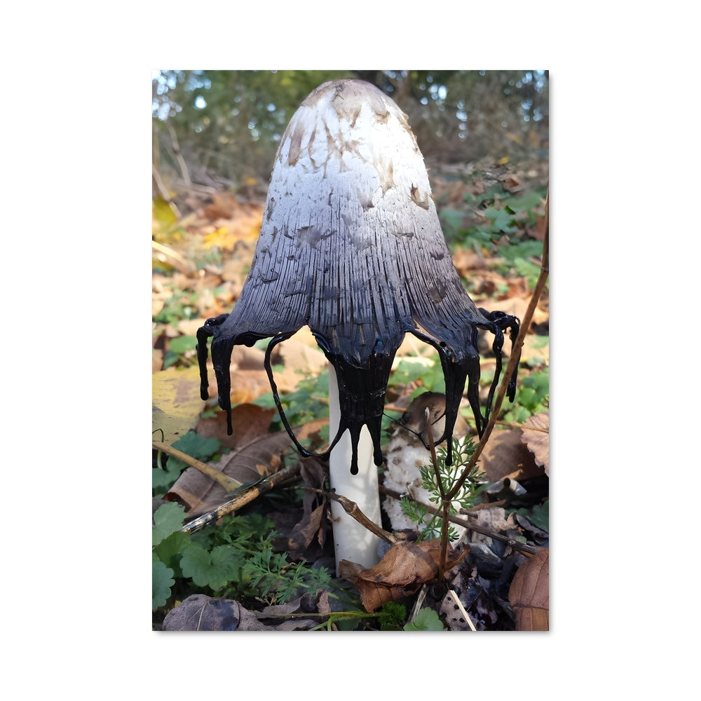 Poster Champignon Envoûtant