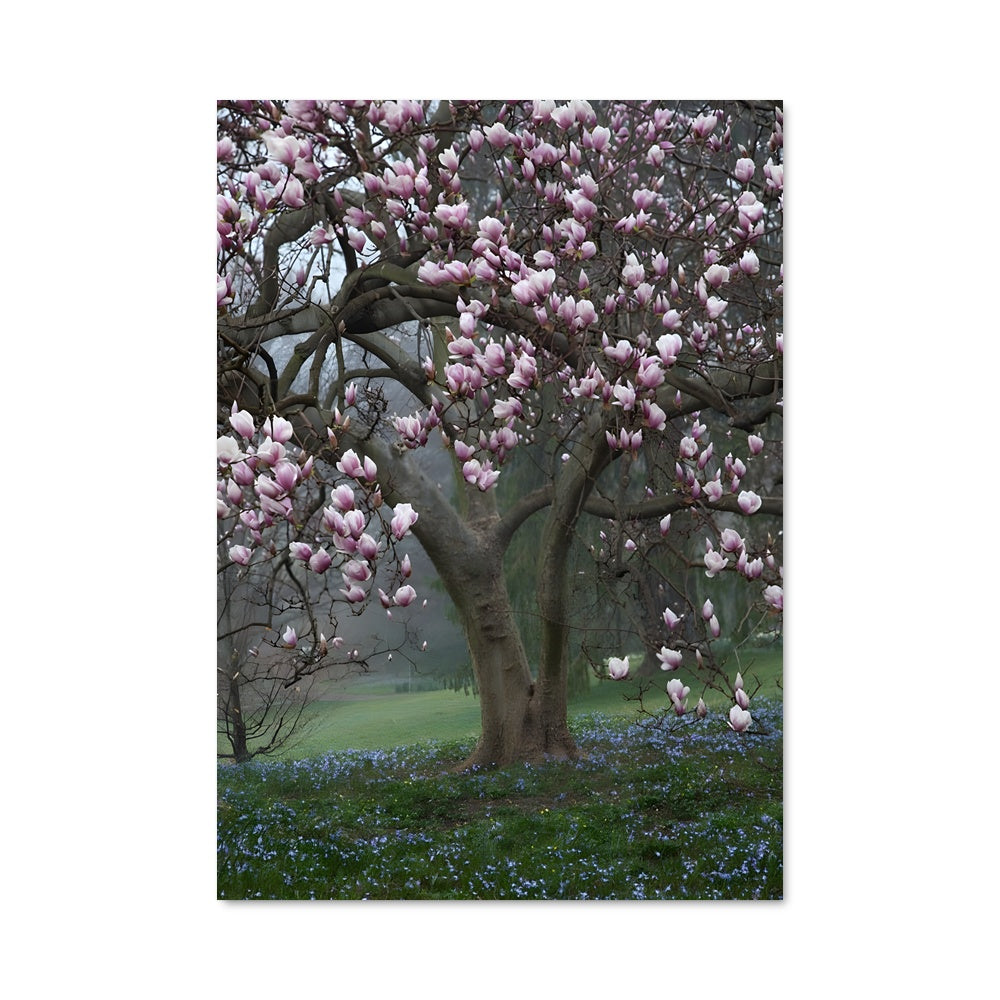 Poster Fleur de Magnolia