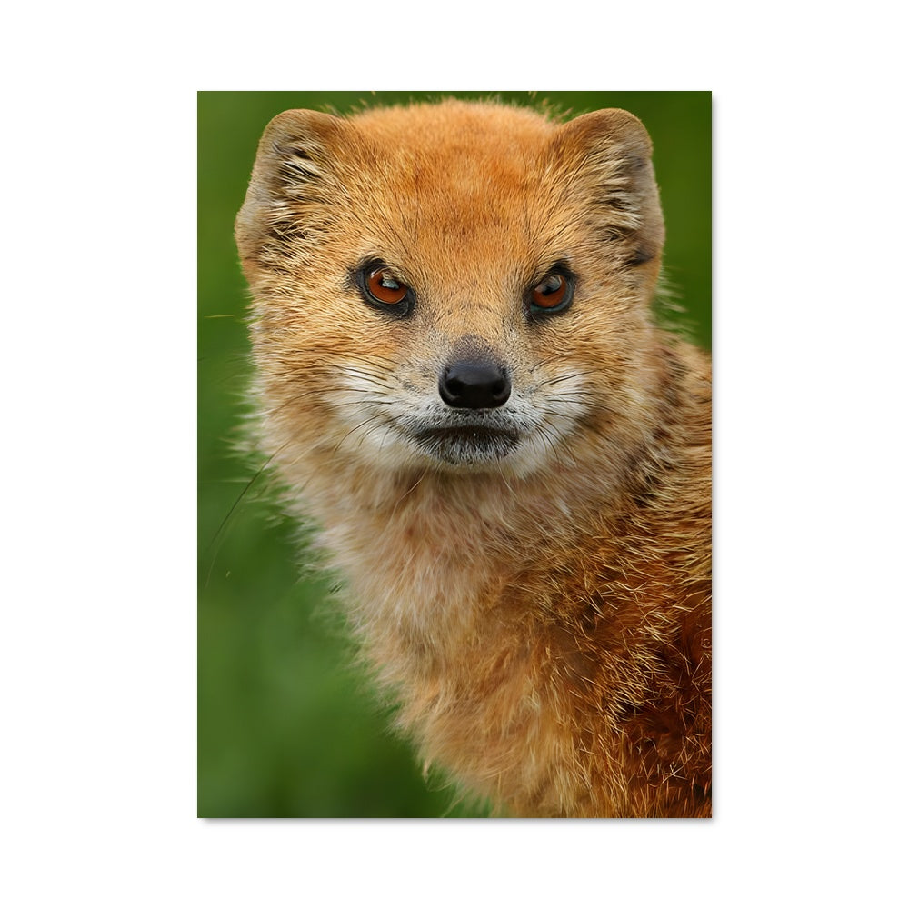 Poster Mongoose Mystique