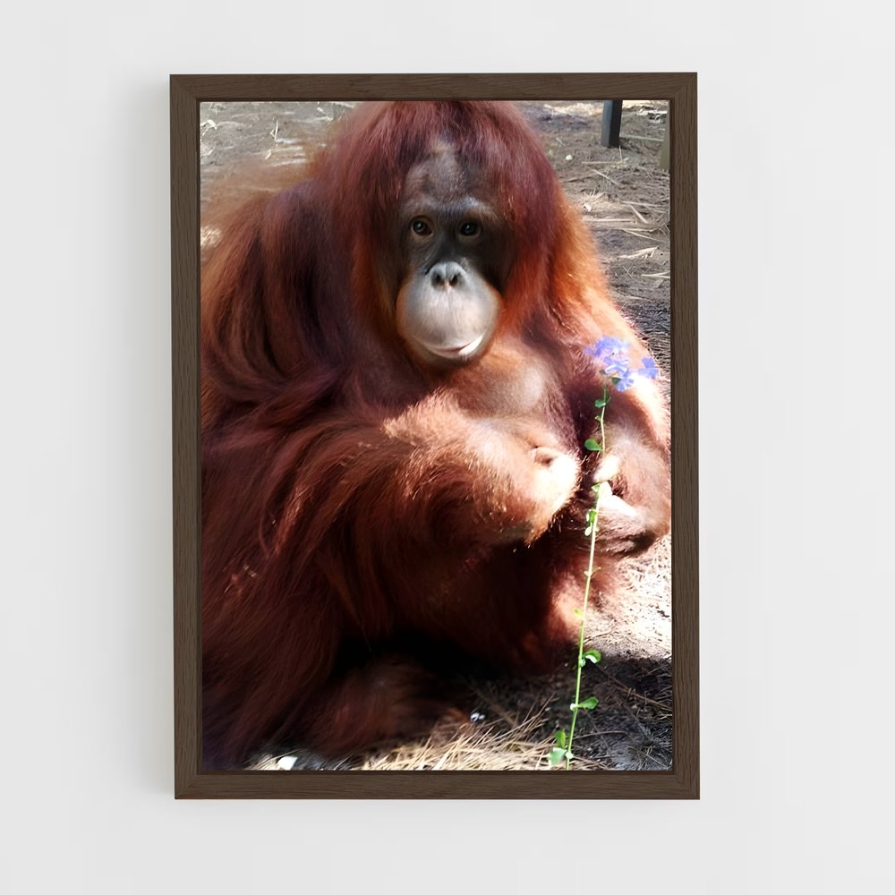 ap-orangutan-5 cadre Bois foncé