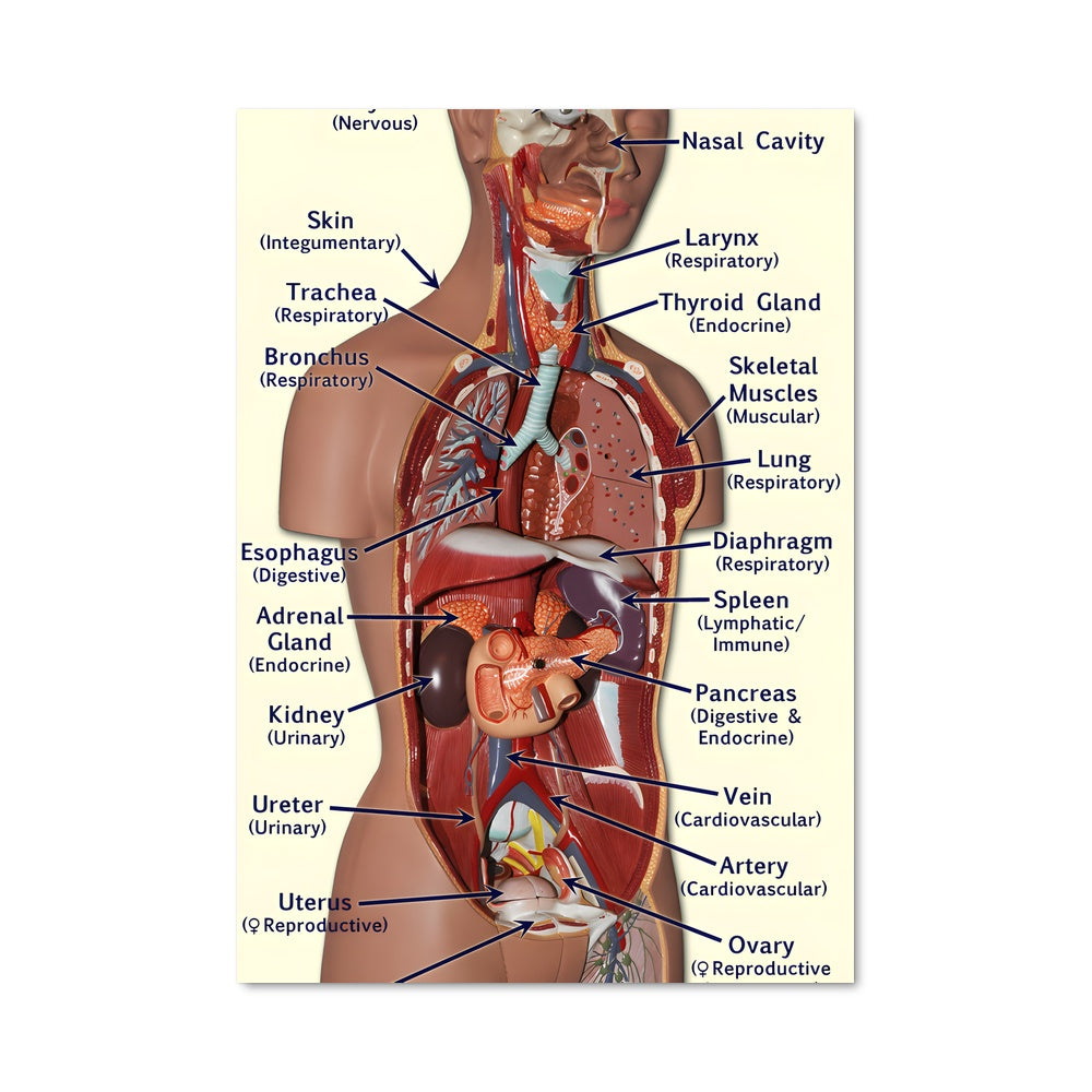 Poster Anatomie Éternelle
