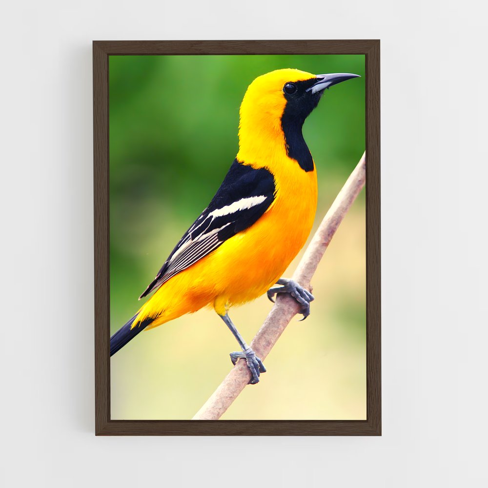 ap-oriole-3 cadre Bois foncé