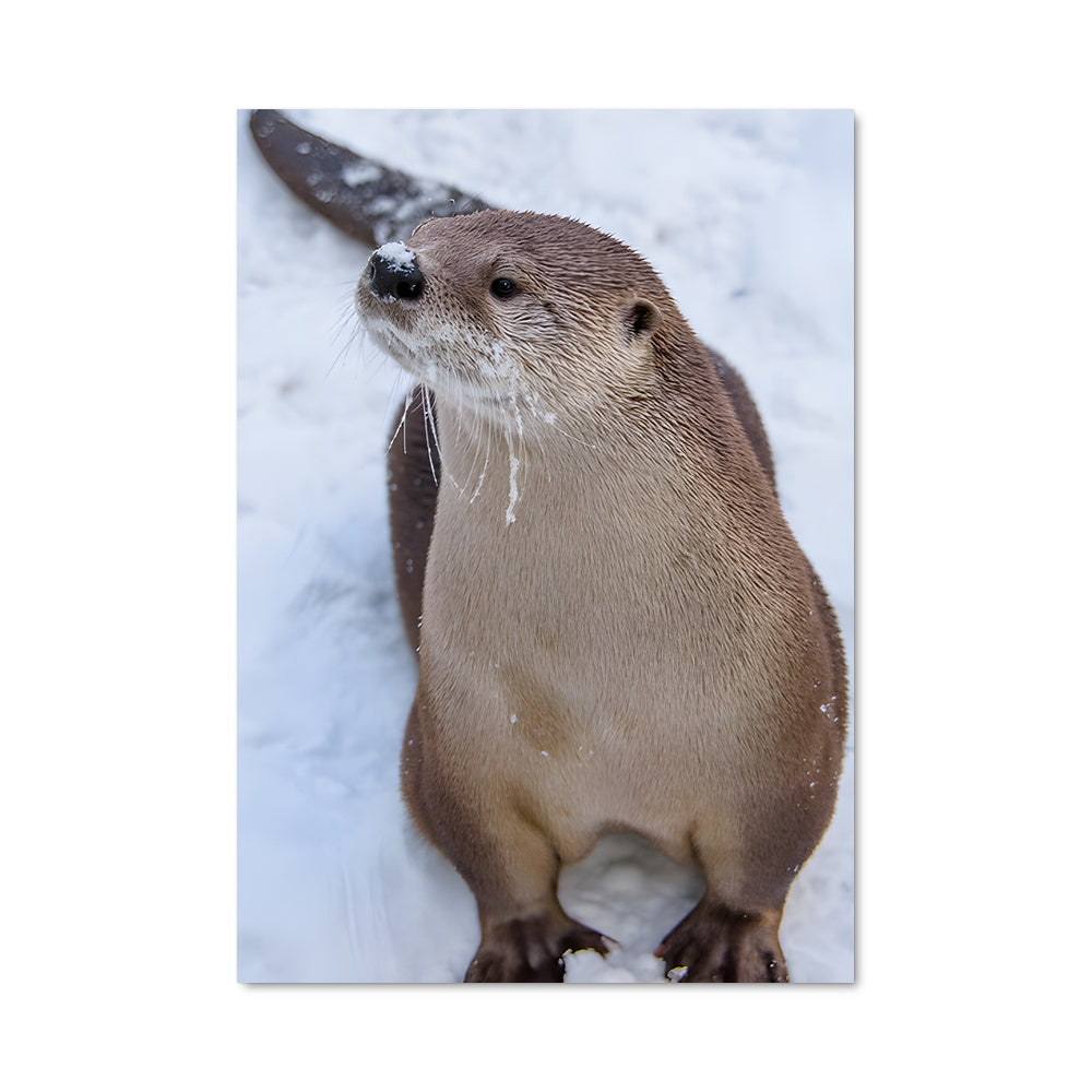 Poster Loutre Enneigée
