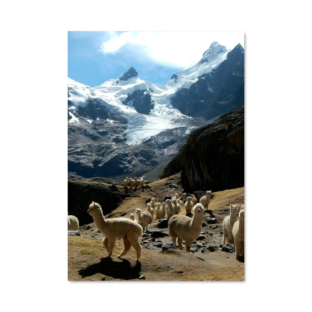 Poster Llamas des Pamirs