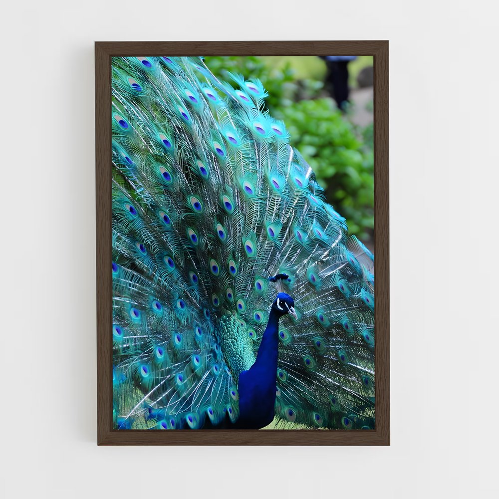 ap-peacock-3 cadre Bois foncé
