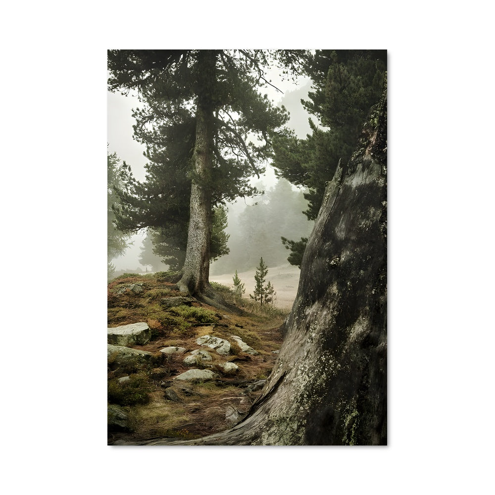 Poster La Forêt Envoûtante