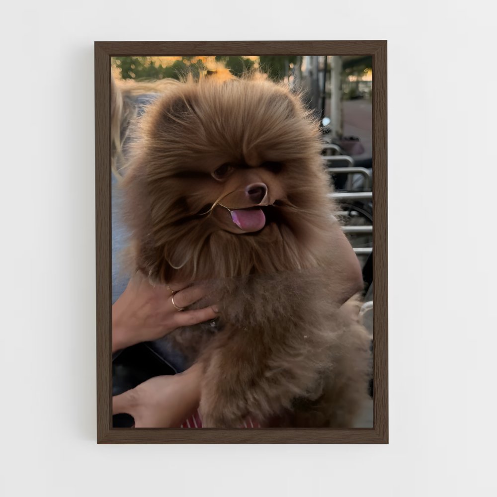 ap-pomeranian-1 cadre Bois foncé