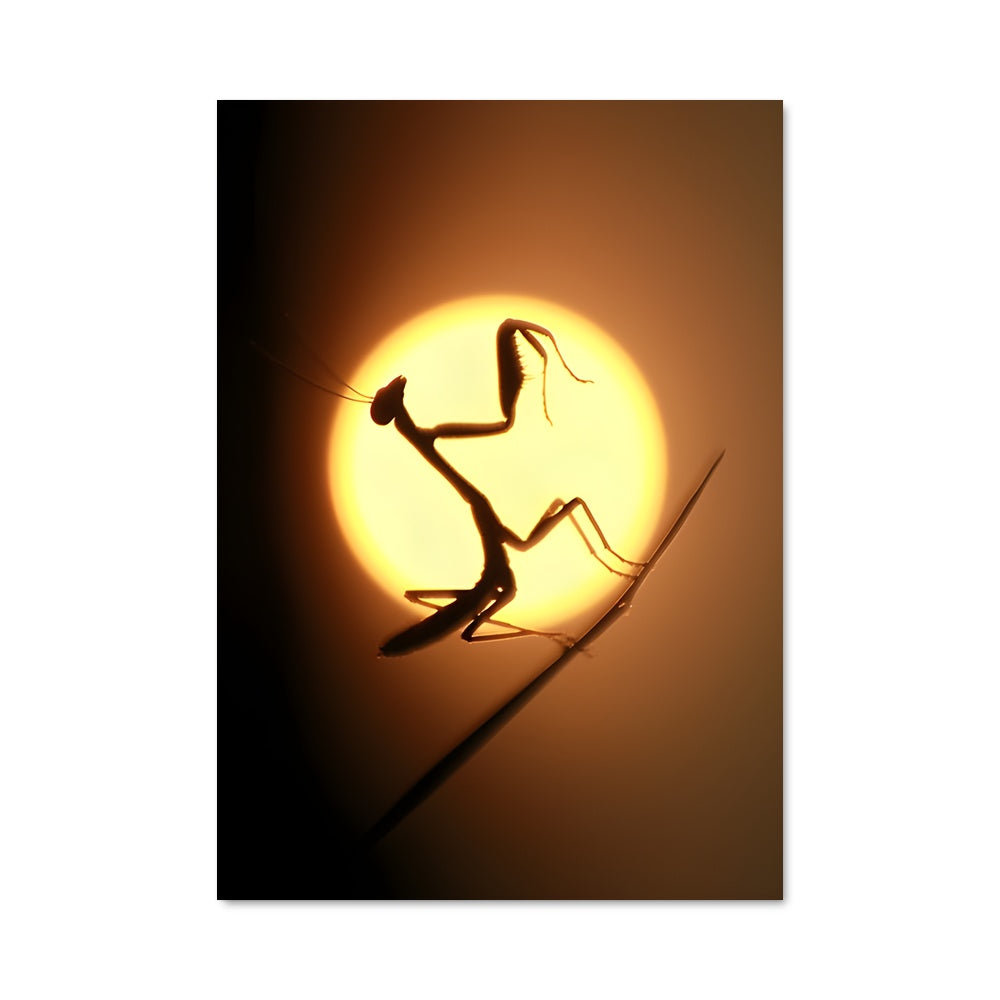 Poster Danse de la Mante