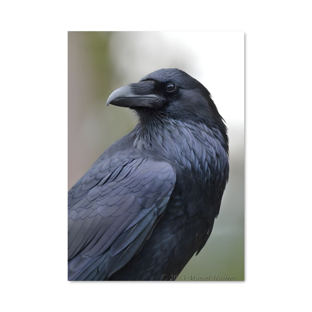 Poster Ombre de Corbeau