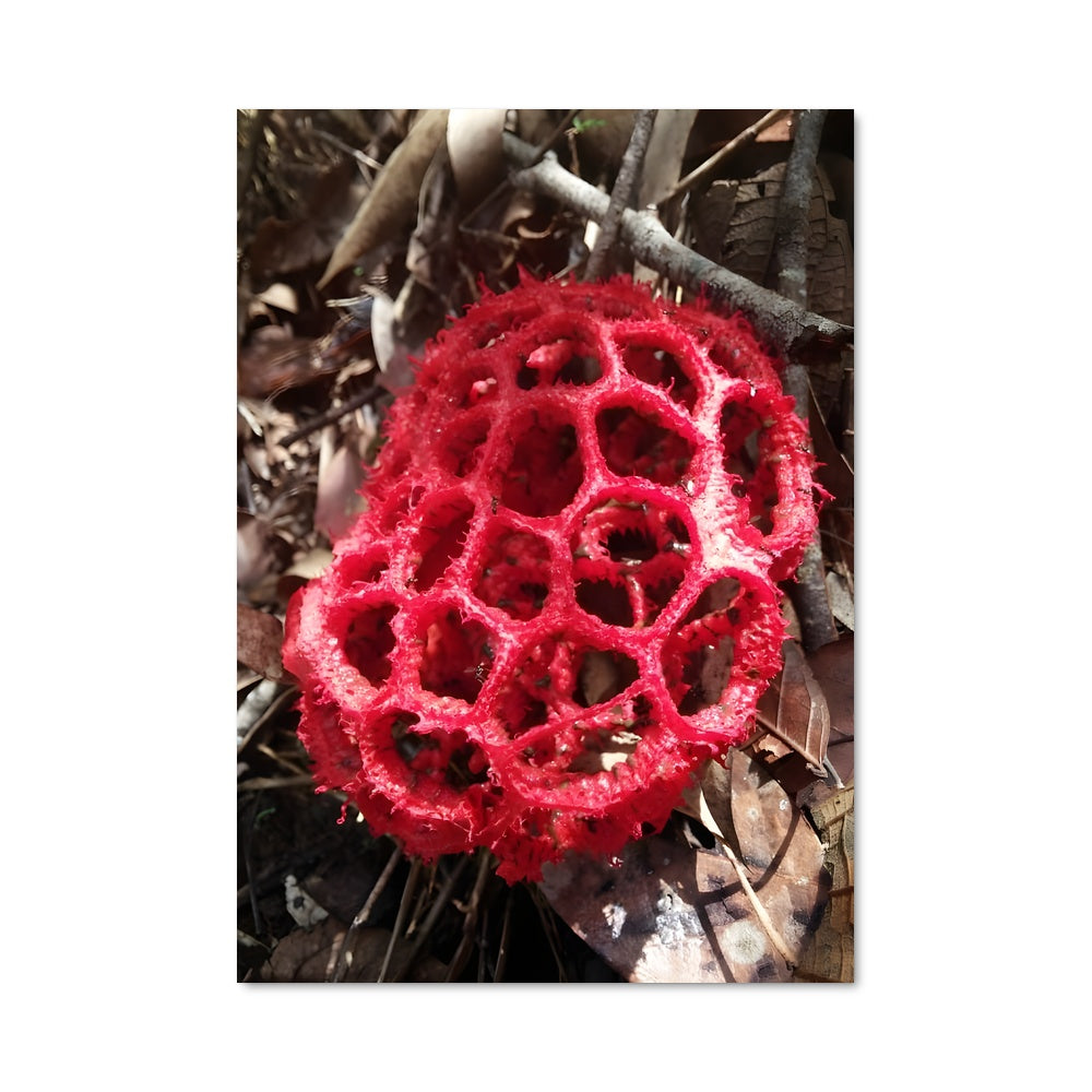 Poster Champignon Rouge Mystique