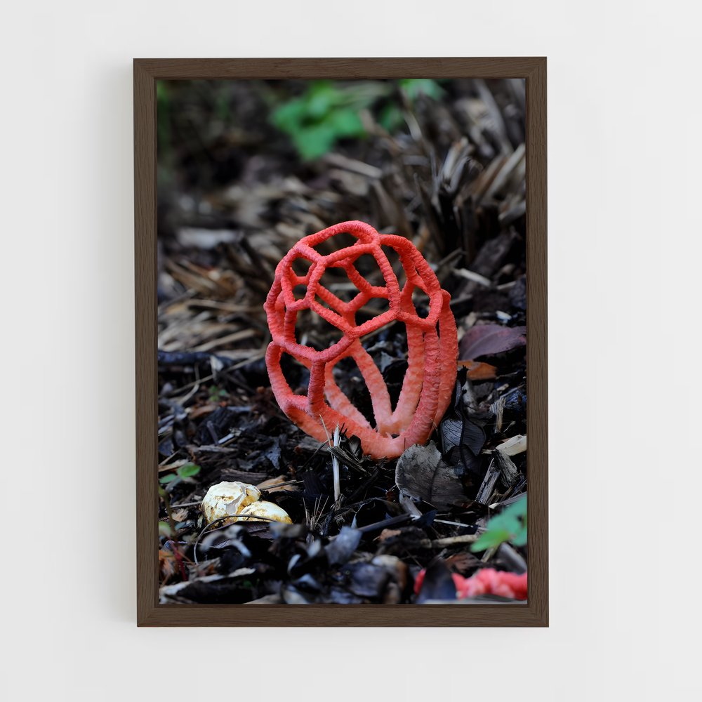 ap-red cage fungus-1 cadre Bois foncé