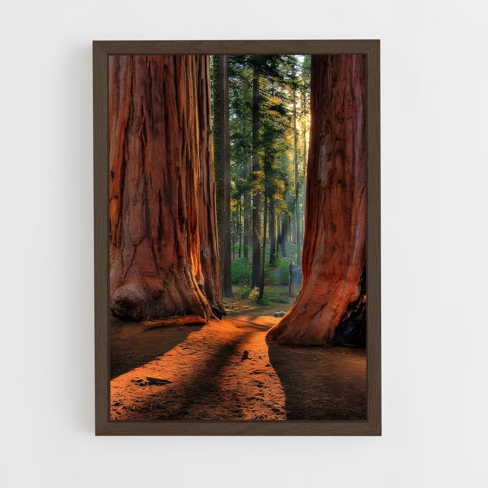 ap-redwood forest-3 cadre Bois foncé