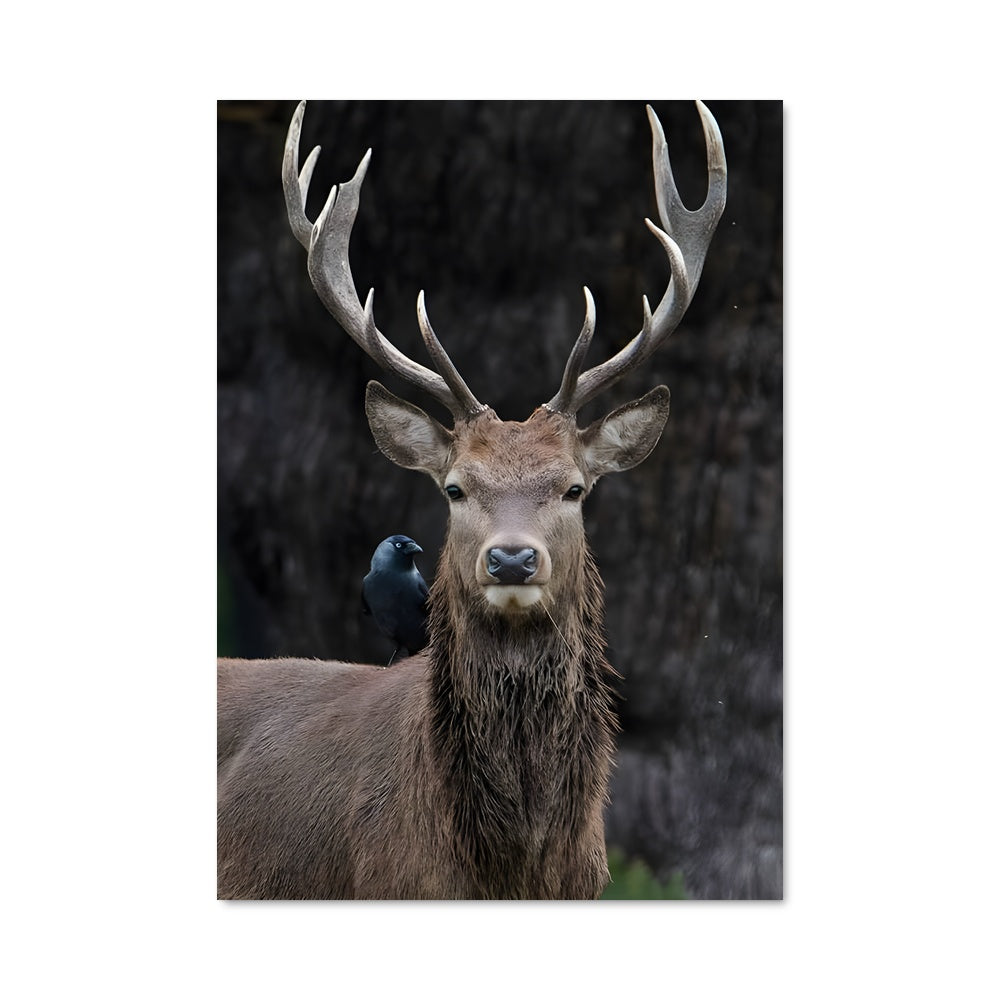 Poster L'Antler et l'Oiseau