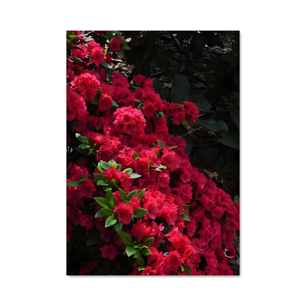 Poster Rhododendron 96734
