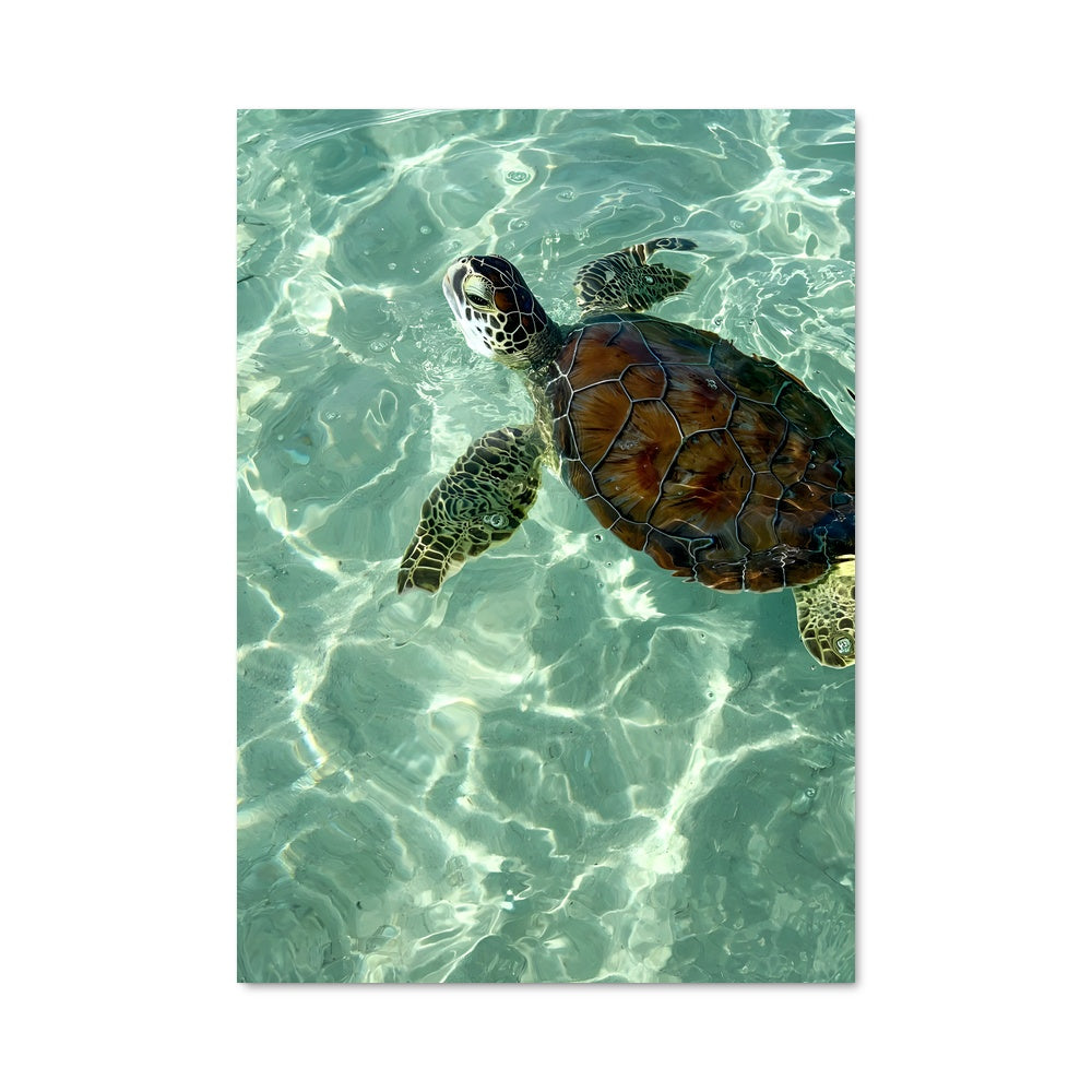 Poster Sea turtle 84306
