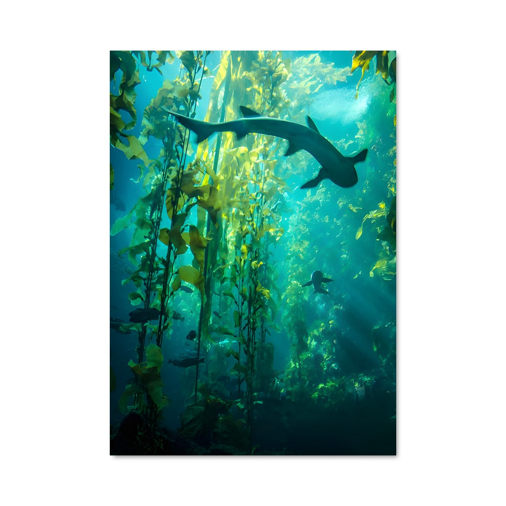 Poster Prédateur Marin