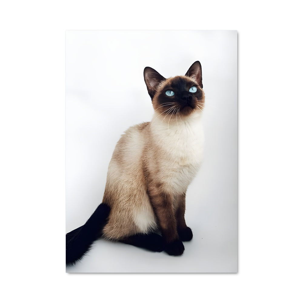 Poster Siamois Élégant