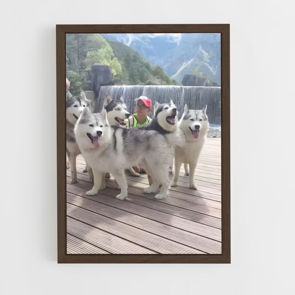 ap-siberian husky champions-2 cadre Bois foncé
