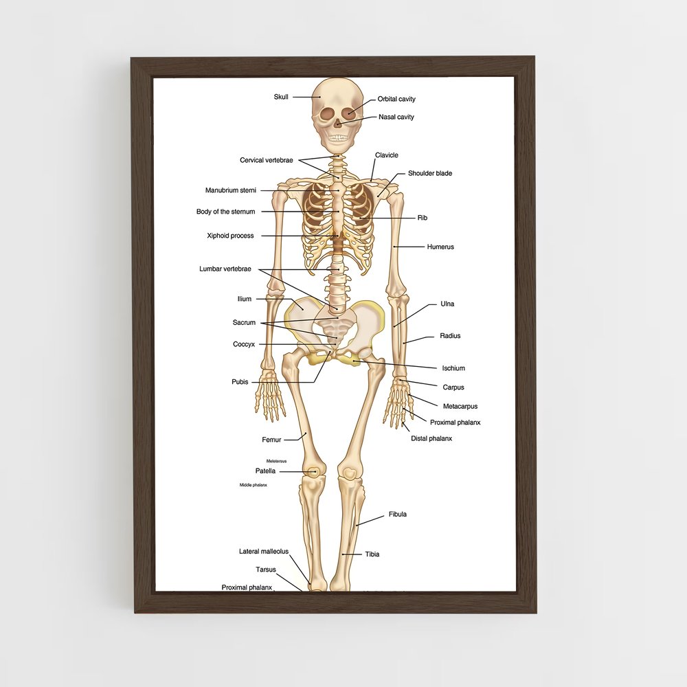 ap-skeleton-1 cadre Bois foncé