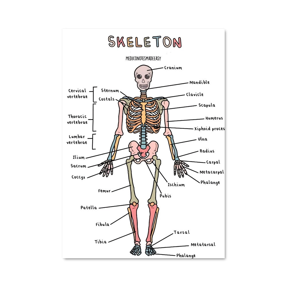 Poster Anatomie des Os