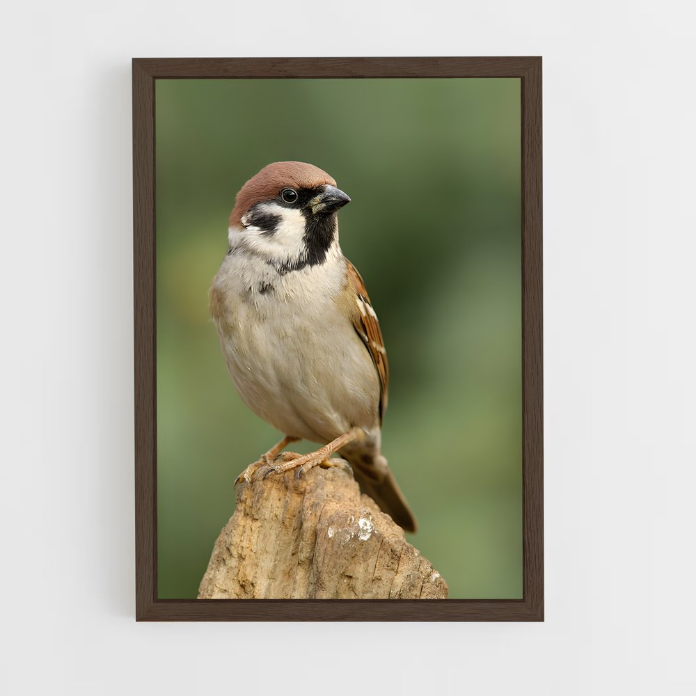 ap-sparrow-5 cadre Bois foncé