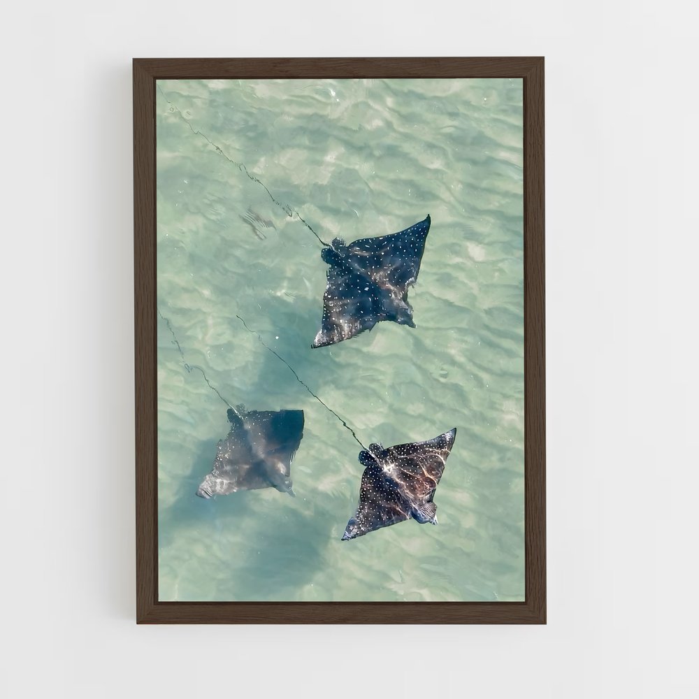 ap-stingray-3 cadre Bois foncé