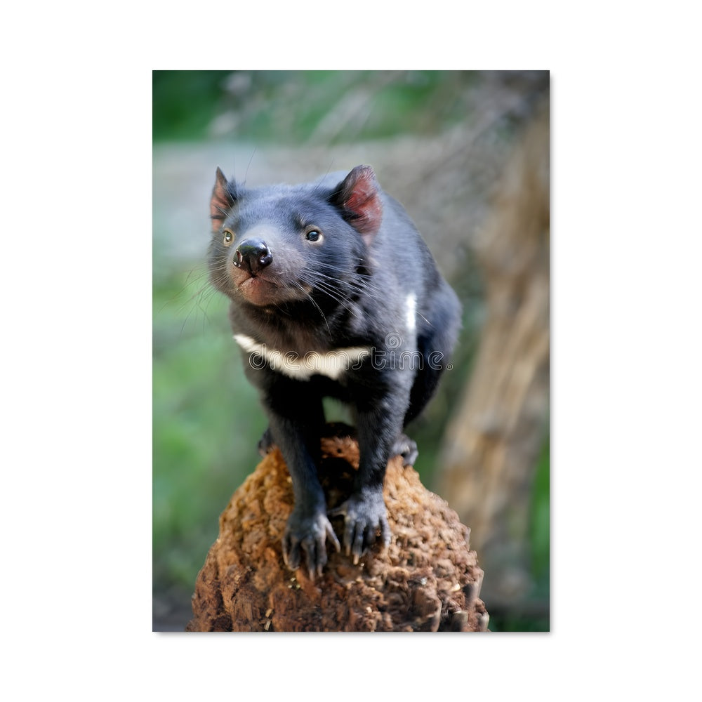 Poster Tasmanian King