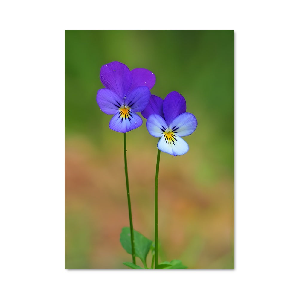 Poster Violet 96766