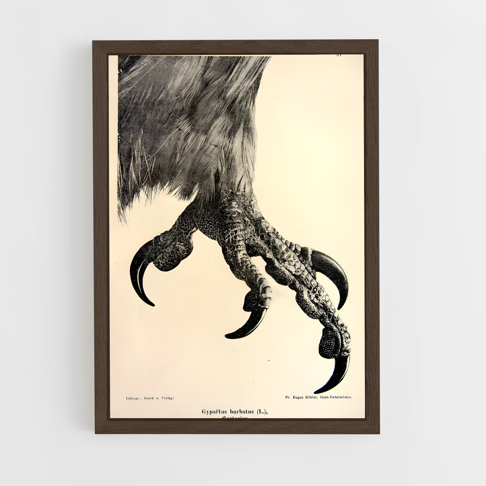 ap-vulture-8 cadre Bois foncé