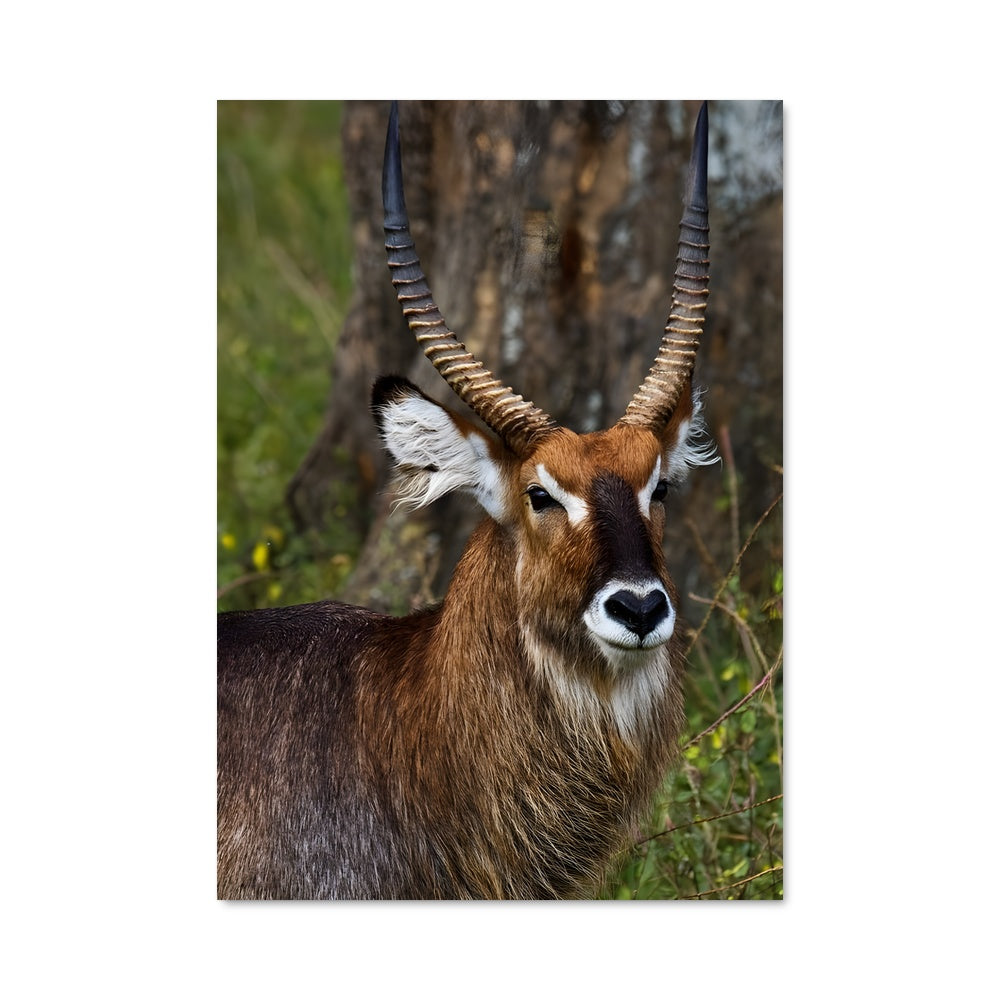 Poster Waterbuck 84572