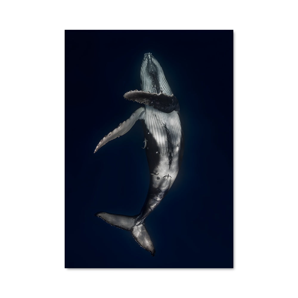 Poster Whale 84580