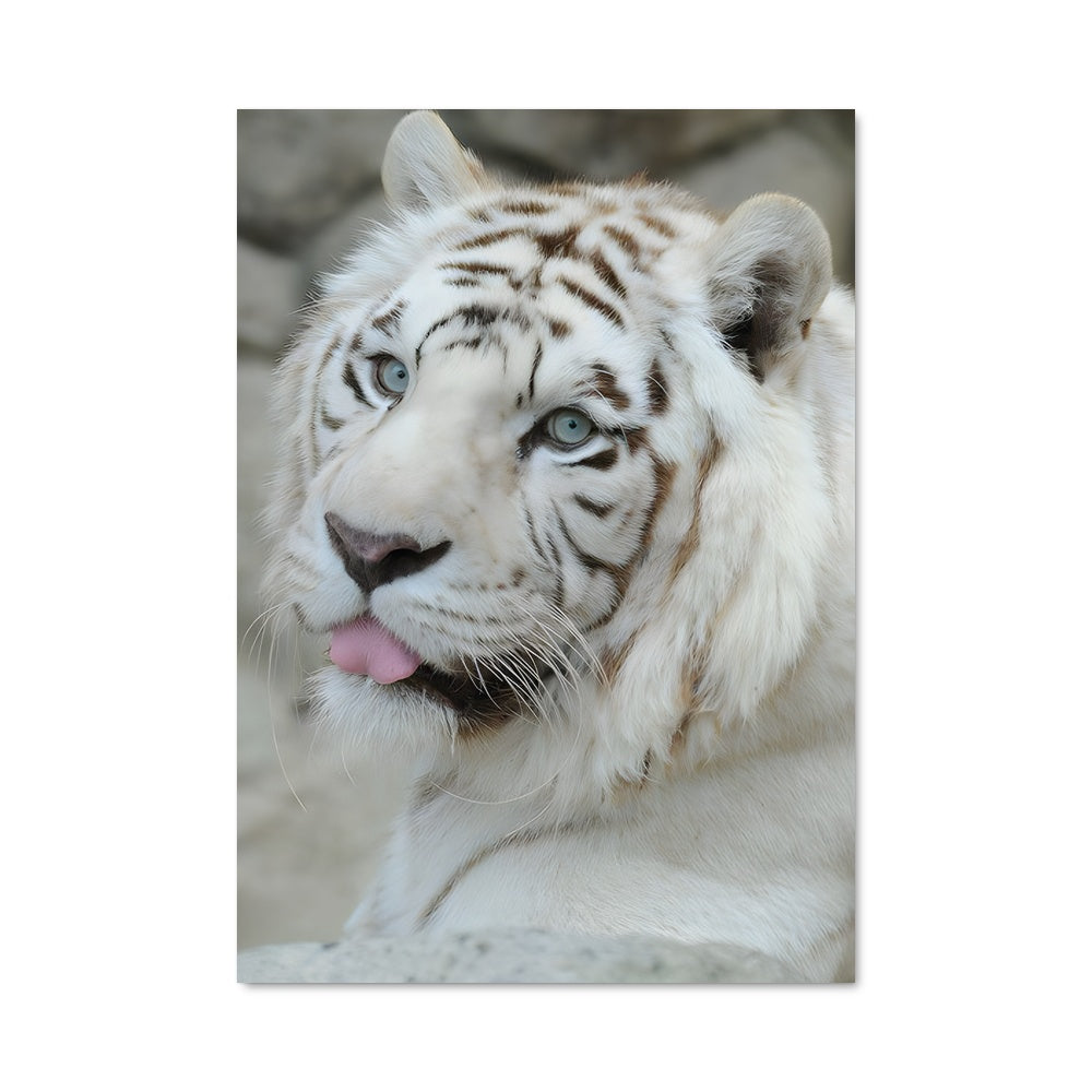 Poster Tigre Glouton