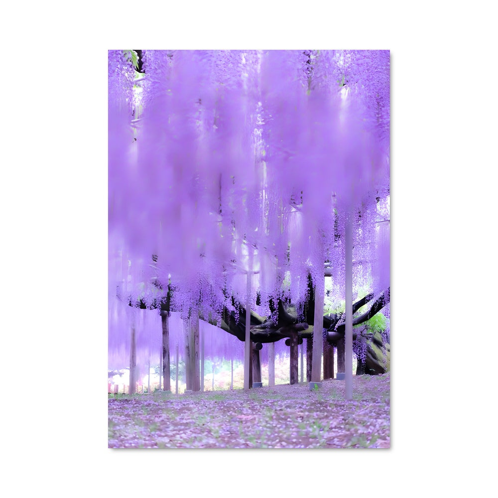 Poster Wisteria 96778