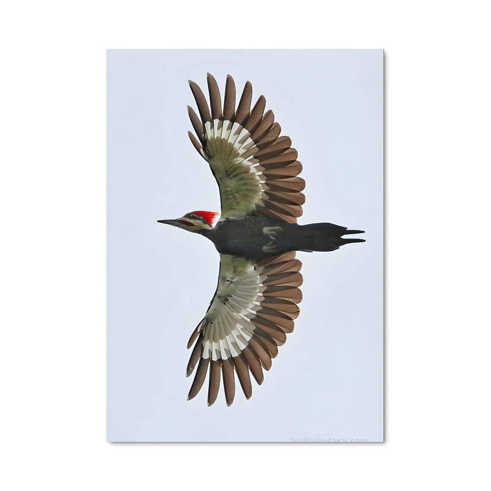 Poster L'Envol du Pic