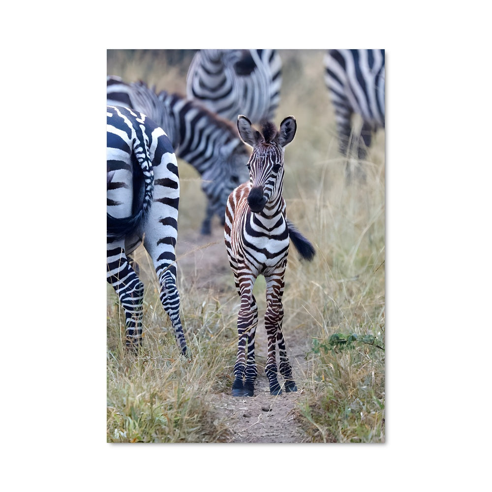 Poster Petit Zebra