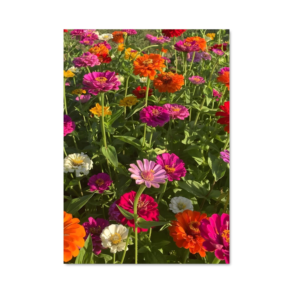 Poster Champ de Zinnia