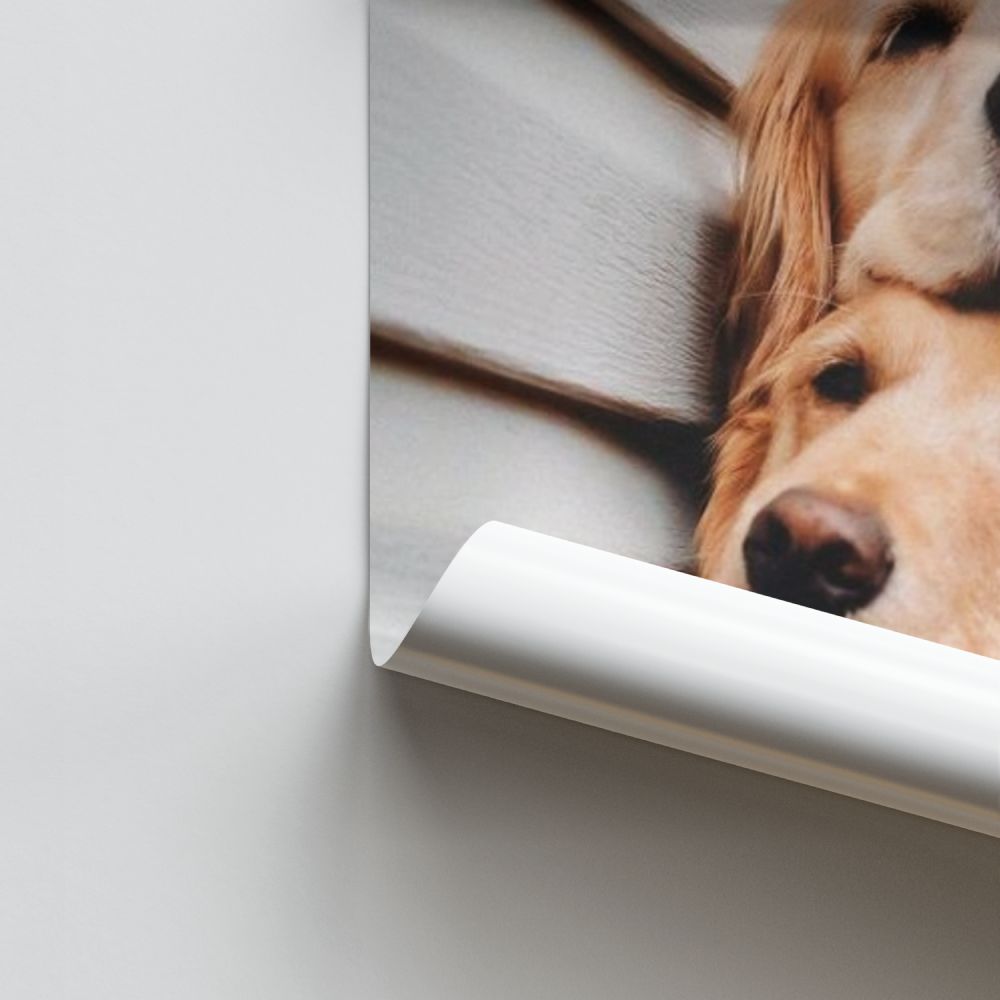 Poster Chiens Mignons