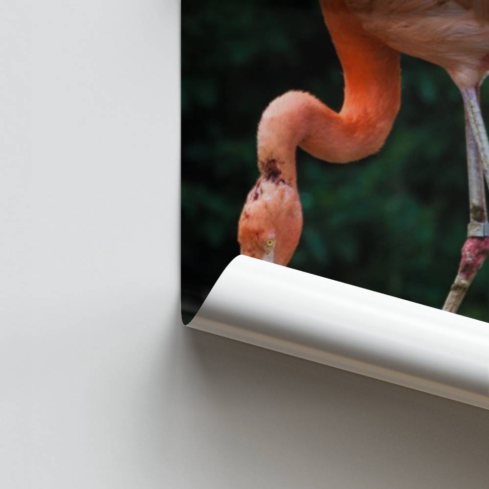 Poster Flamant et Petit