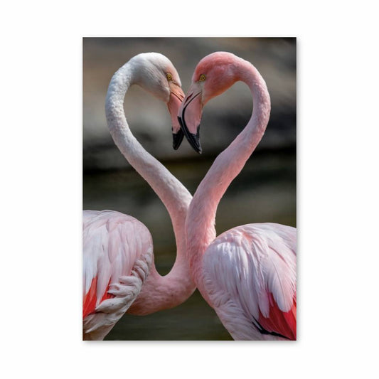 Poster Amour Flamant
