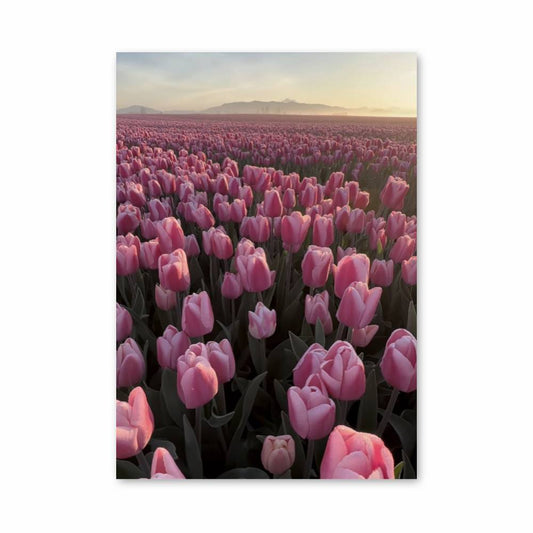 Poster Champ de Tulipes Roses
