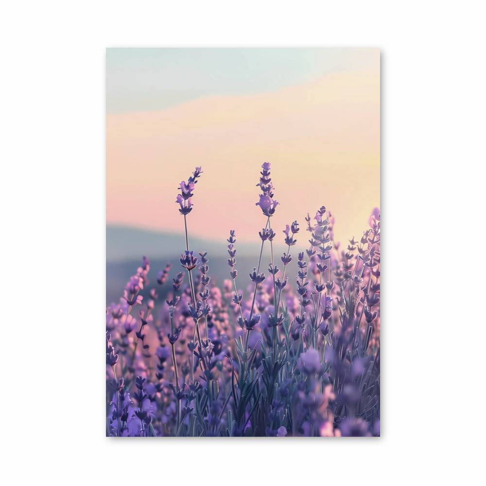 Poster Lavande Crépusculaire