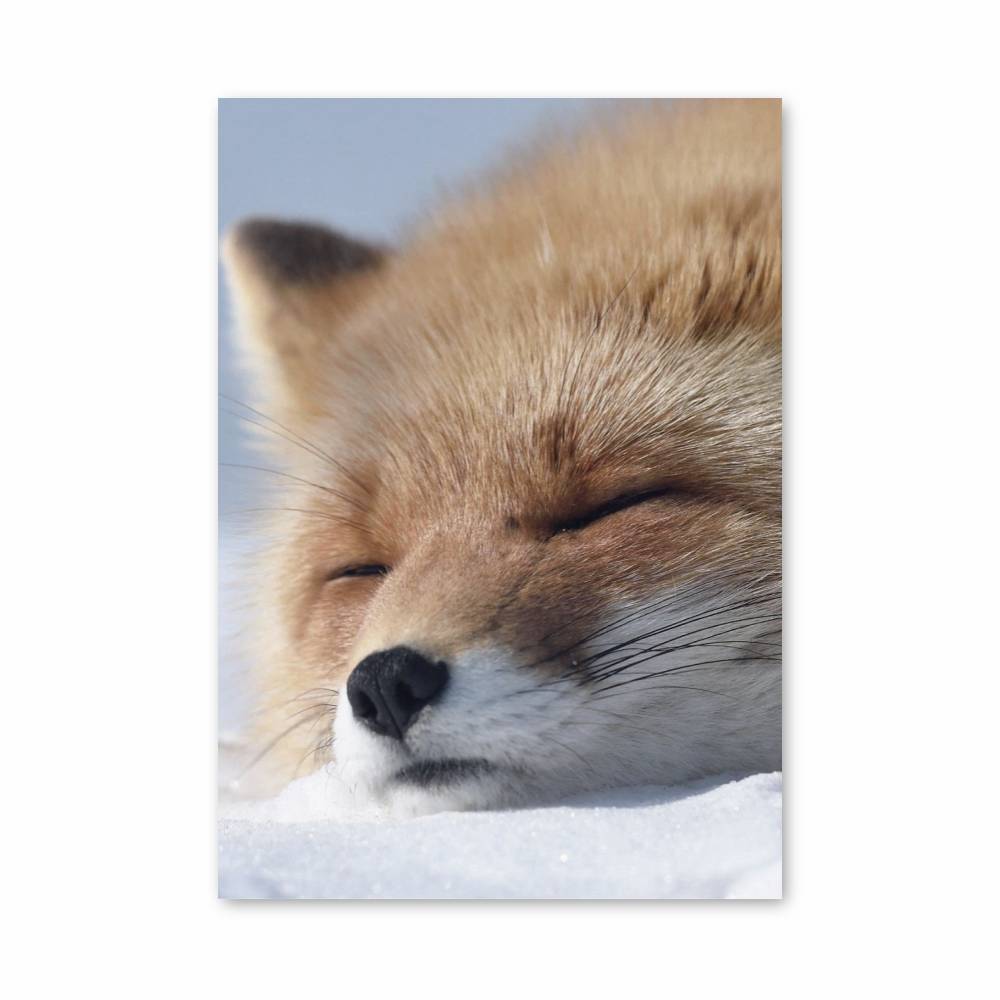 Poster Rêverie du Renard